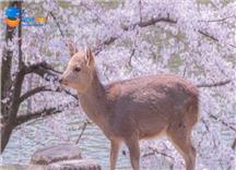 [HCM] Tour Nhật Bản Mùa Anh Đào Cung Đường Làng Cổ Shirakawago
